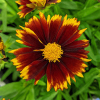 Coreopsis hybrida 'Uptick Red' - [EG]