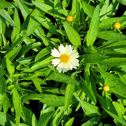 Coreopsis hybrida &