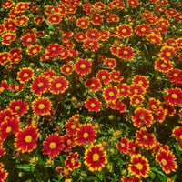 Coreopsis hybrida 'Uptick Red' - [EG]