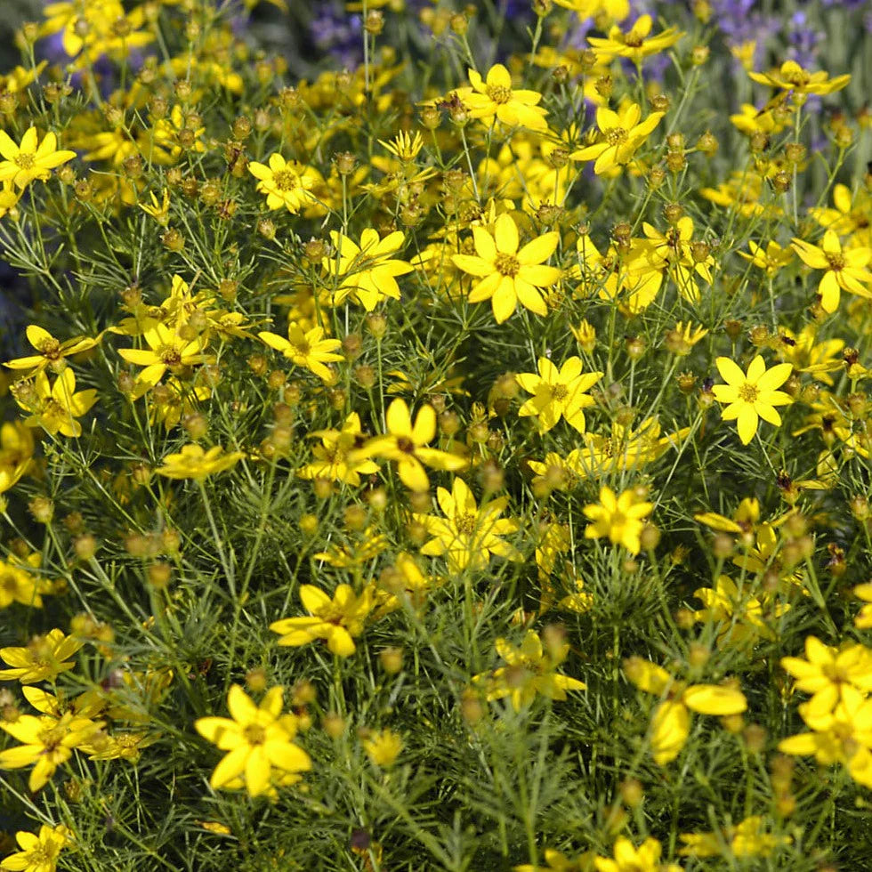 Coreopsis verticillata &