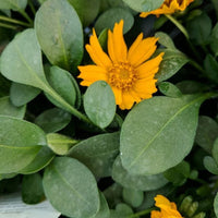 Coreopsis auriculata Nana dwarf tickseed plant