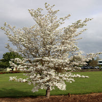 Planting-ready Cherokee Princess White Dogwood Tree