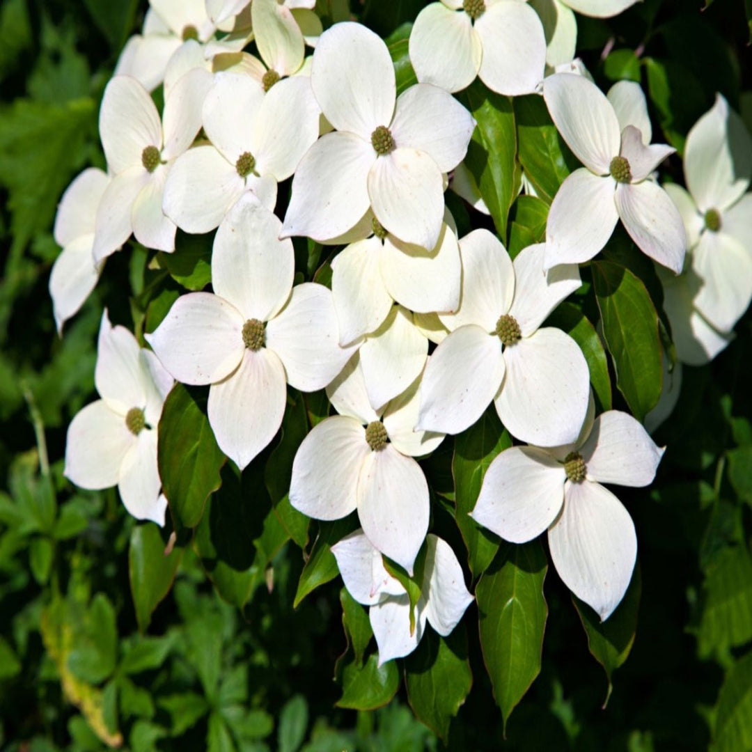 Flowering branches of the Kousa Dogwood Tree