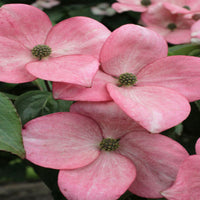 Heart Throb Pink Kousa Dogwood close-up flowers