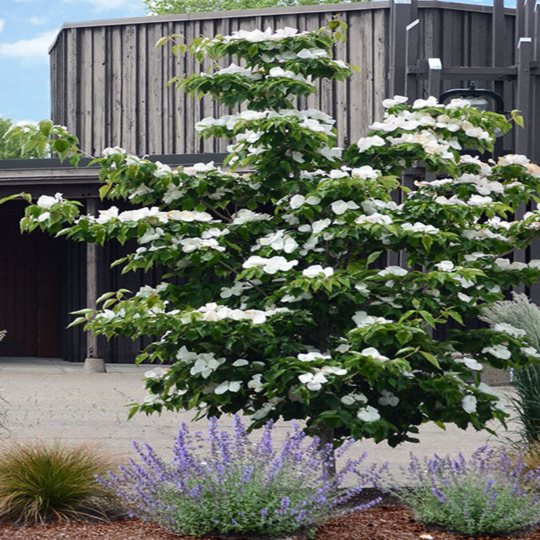 Celestial White Dogwood Tree