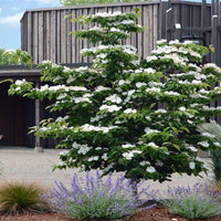 White Dogwood flowers blooming in early spring