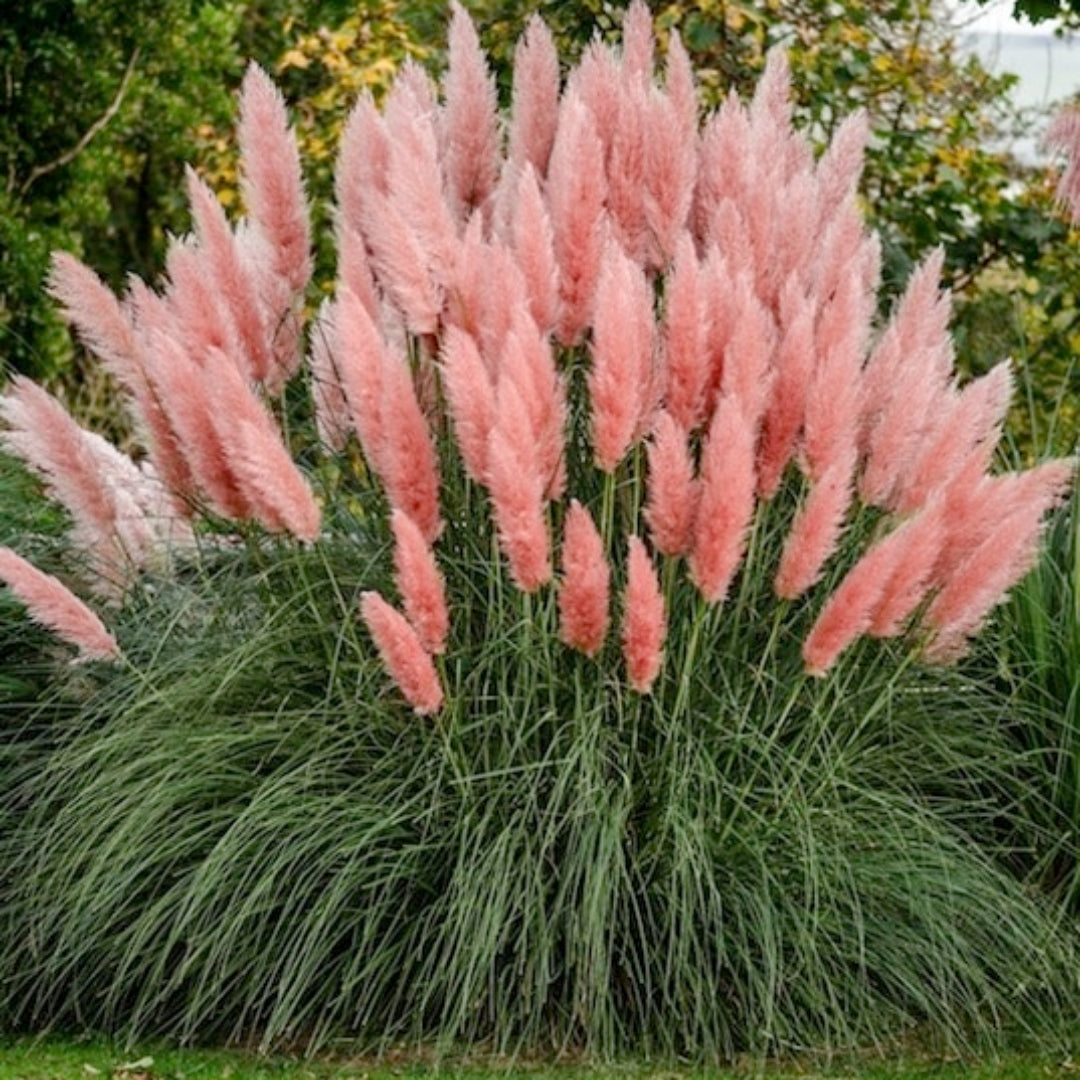 Pink Pampas Grass