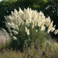 White Pampas Grass Ornamental Plant