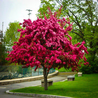 Prairifire crabapple tree pink spring flowers