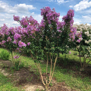 Catawba' Crape Myrtle, Clusters of Deep Purple Flowers