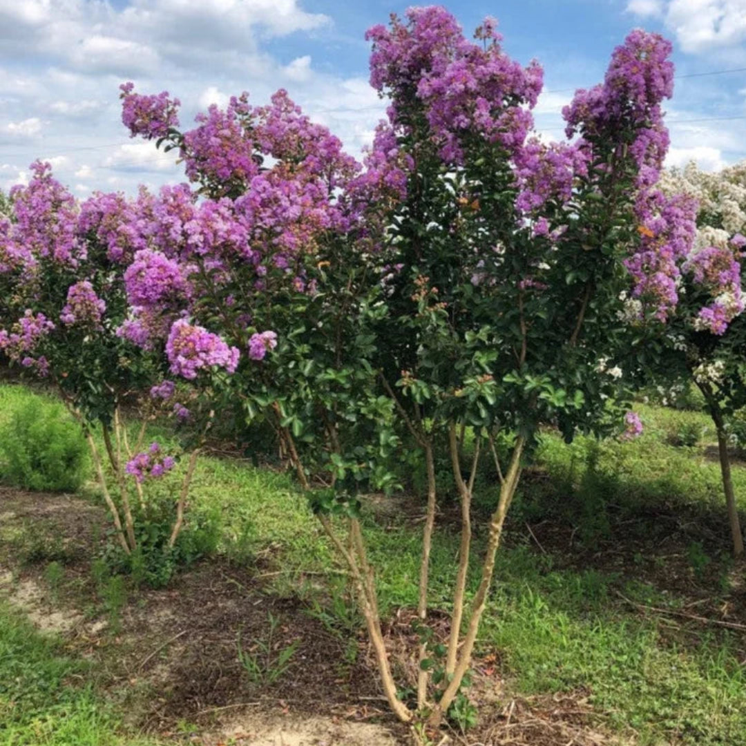 Catawba Crape Myrtle shrub with dense purple flowering clusters during summer