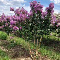 Catawba Crape Myrtle shrub with dense purple flowering clusters during summer