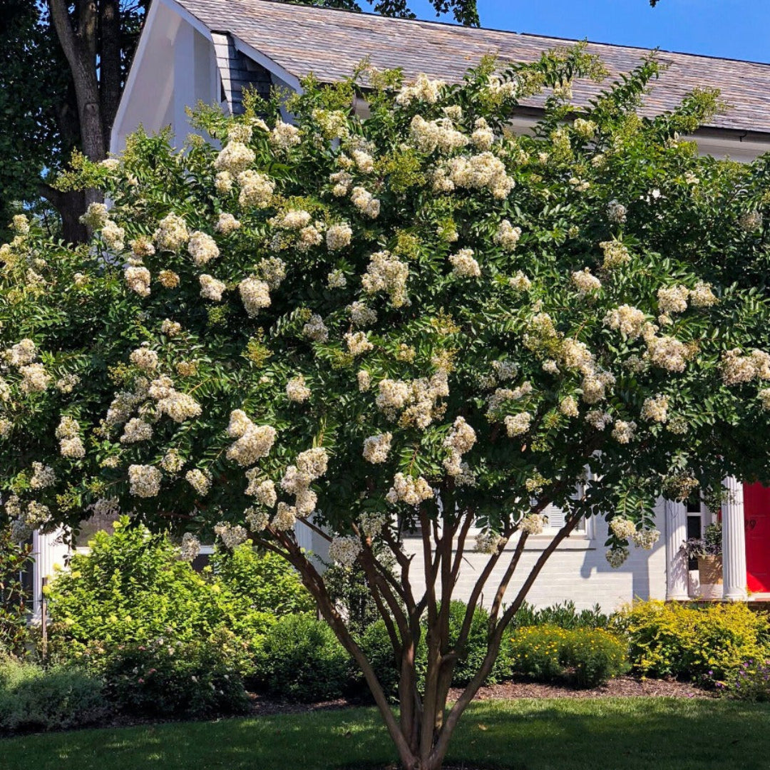 White Crape Myrtle Tree