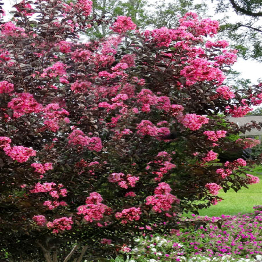 Crape Myrtle Twilight Magic