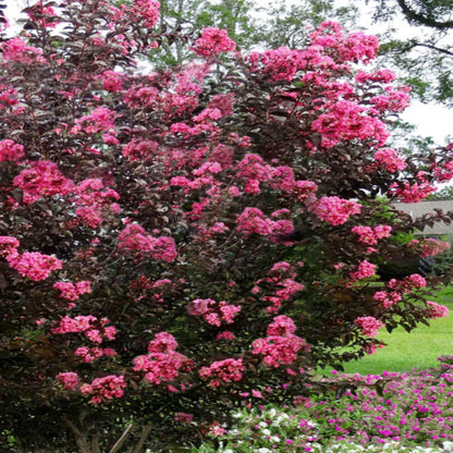 Crape Myrtle Twilight Magic