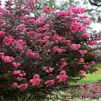 Crape Myrtle Twilight Magic