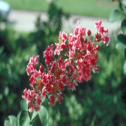 Peppermint Crape Myrtle