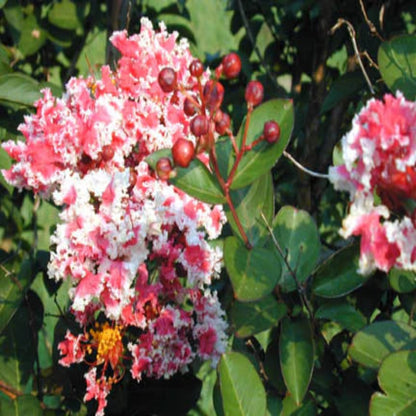 Peppermint Crape Myrtle