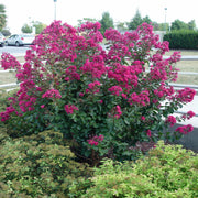 Tonto Crape Myrtle