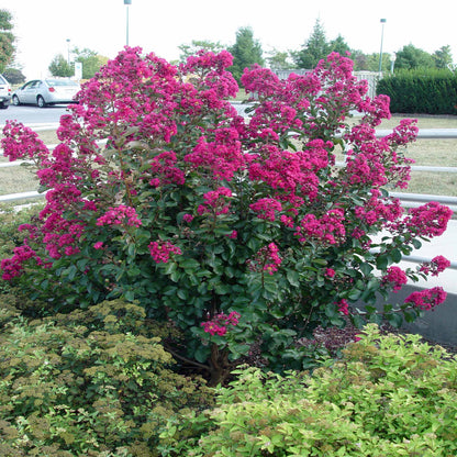 Tonto Crape Myrtle