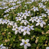 Evergreen blue star creeper for lawns and gardens