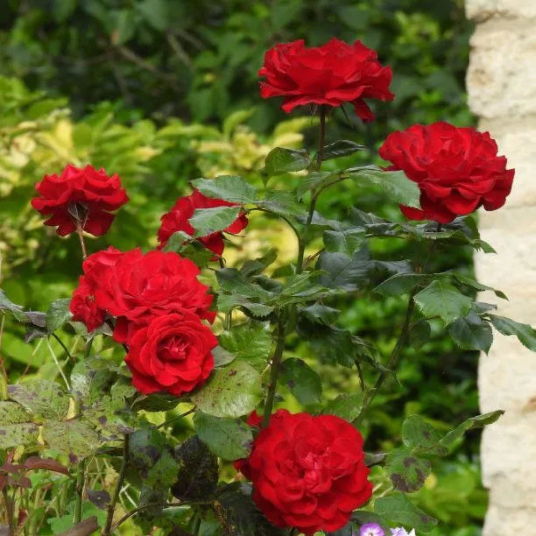 Red Cascade Rose