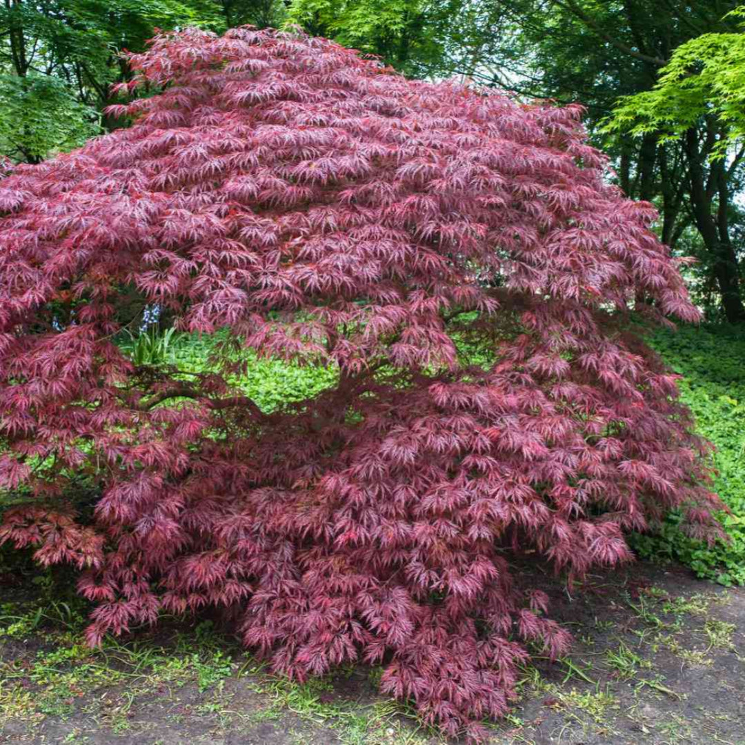 Red Weeping Japanese Maple Tree