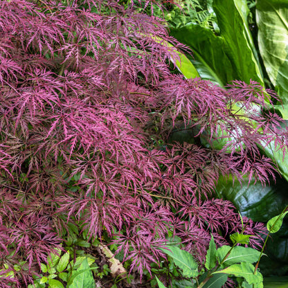 Crimson Queen Maple in Pot