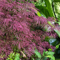 Crimson Queen Maple in Pot