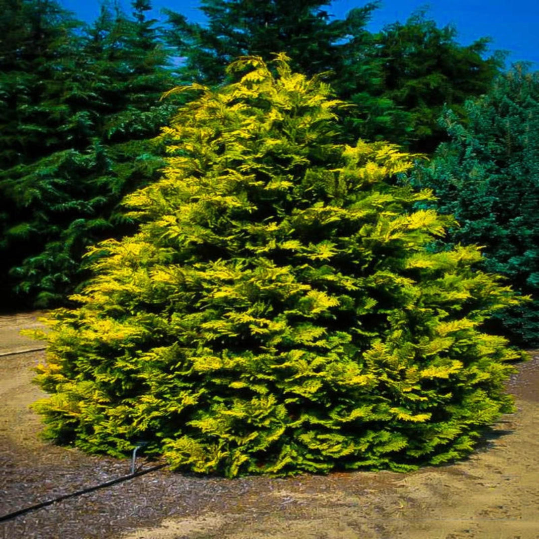 Cripps Hinoki Cypress with golden foliage and compact branching