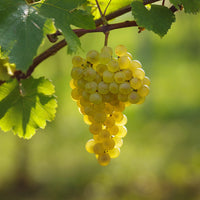 Chardonnay grape plant growing in vineyard