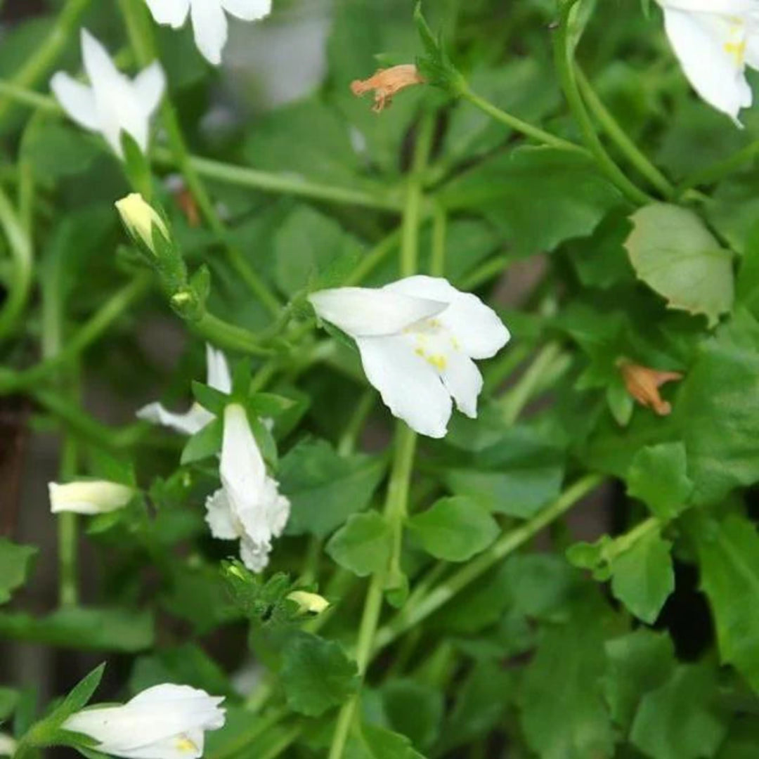 Mazus reptans &
