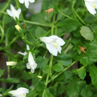 Mazus reptans 'Albus' (White Creeping Mazus) - [EG]