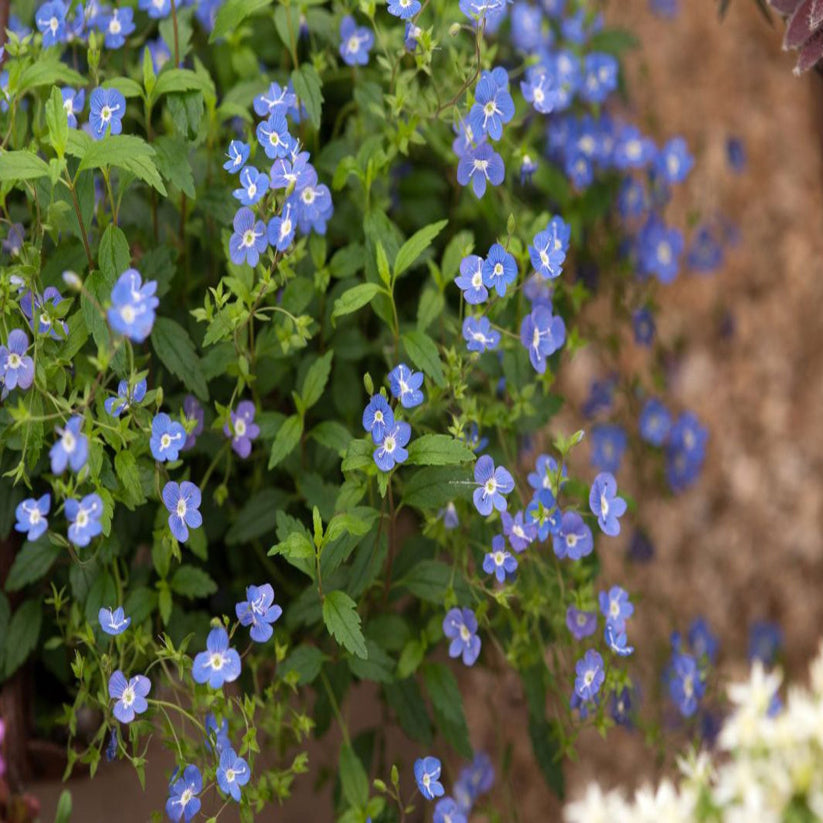 Veronica peduncularis &