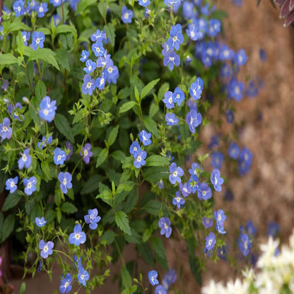 Veronica peduncularis &