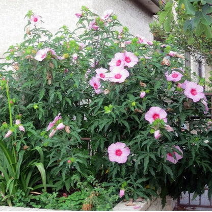 Lady Baltimore Hibiscus Shrub