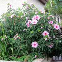 Lady Baltimore hibiscus growing outdoors