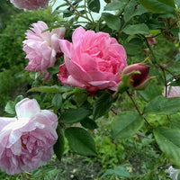 Seven Sisters Rose