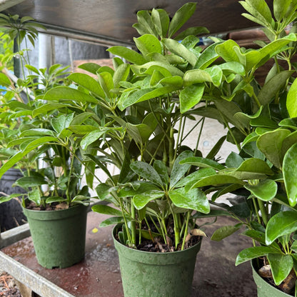 Arboricola Umbrella Plant (Live Indooor Plant)