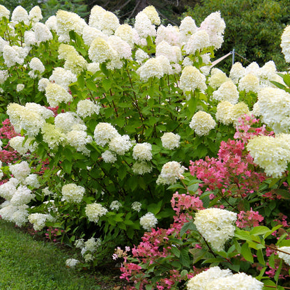 Compact Dwarf Limelight Hydrangea for Tight Garden Spaces