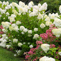 Dwarf Limelight Hydrangea for Sale Small-Size Flowering Shrub