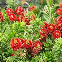 Bottlebrush Light Show