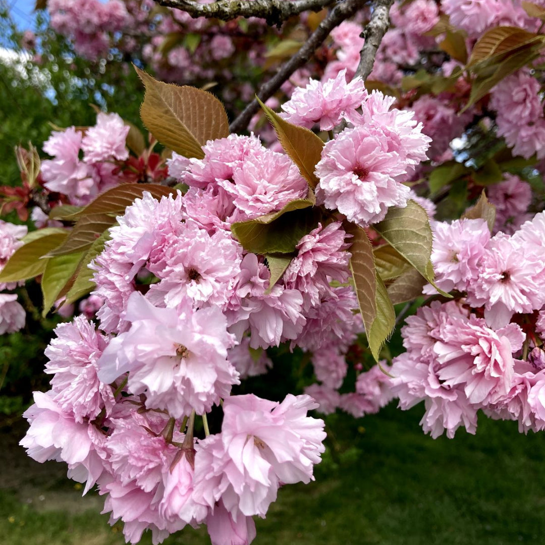 Kwanzan Cherry Tree- Standout Tree