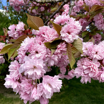 Kwanzan Cherry Tree- Standout Tree