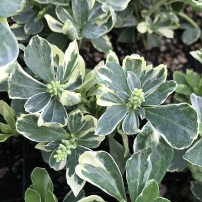 Pachysandra Silver Edge growing as groundcover