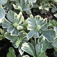 Pachysandra Silver Edge growing as groundcover