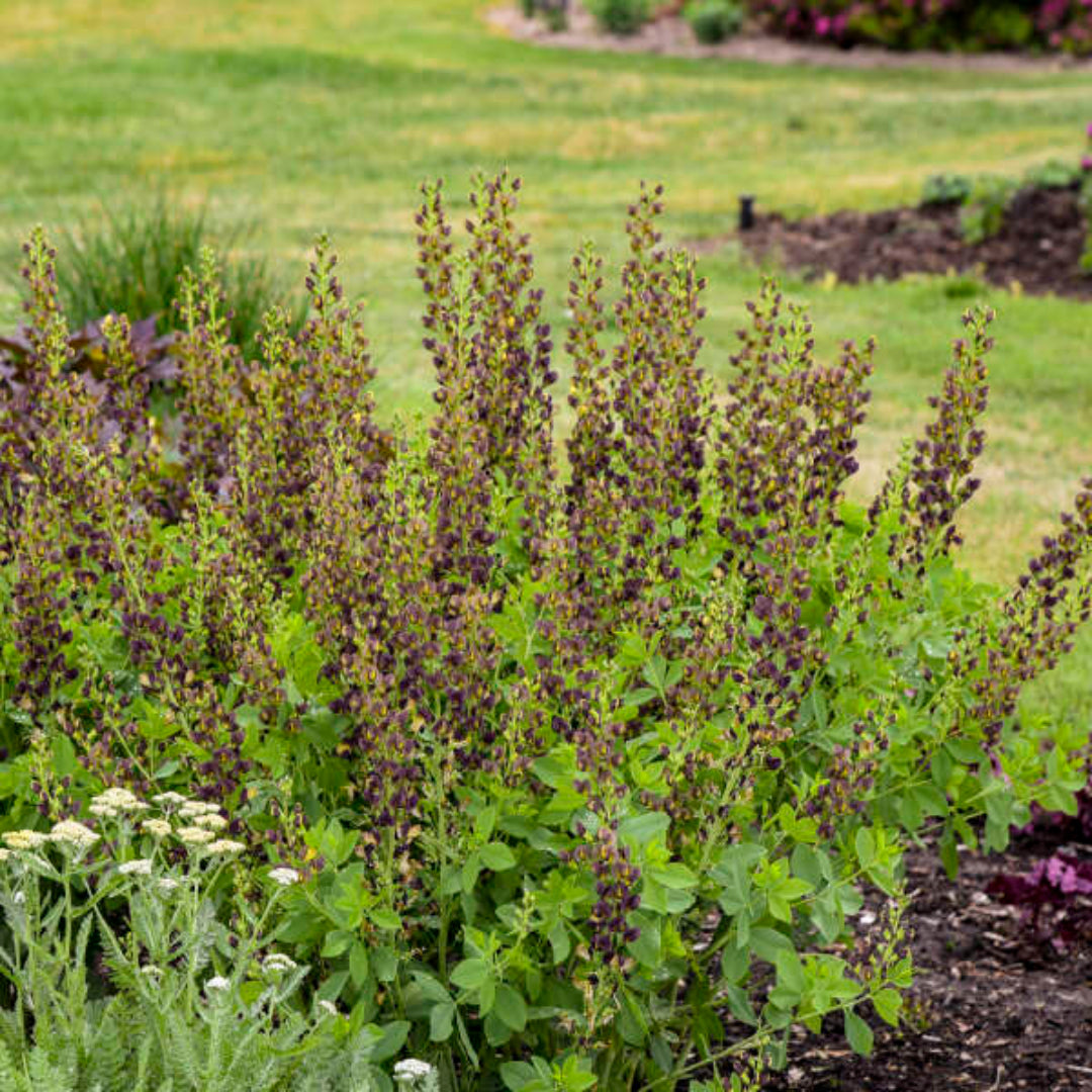 Baptisia Decadence Dutch Chocolate