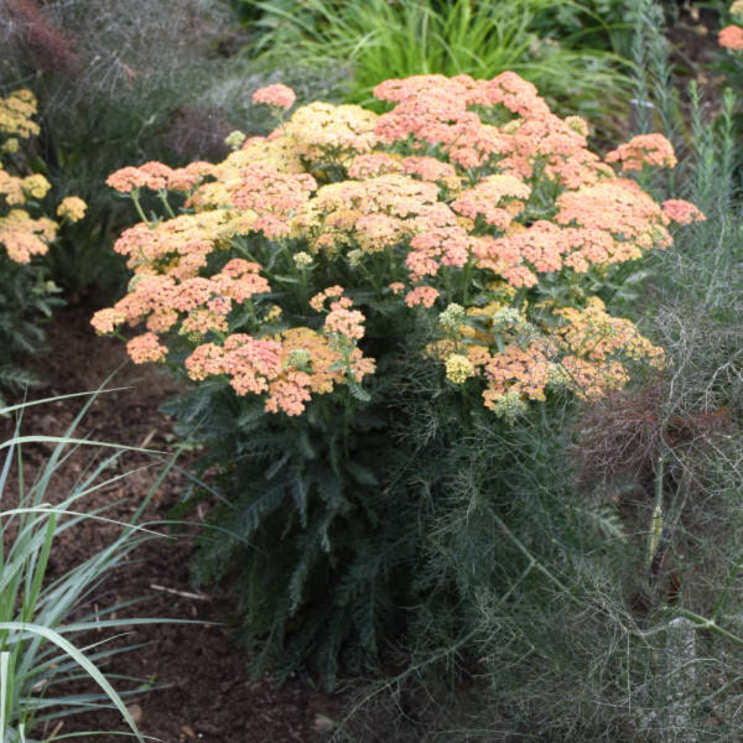 Achillea Firefly Collection &