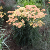 Achillea Firefly Collection 'Firefly Peach Sky'