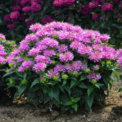 Monarda Didyma Pardon My Cerise Ppaf Bee Balm